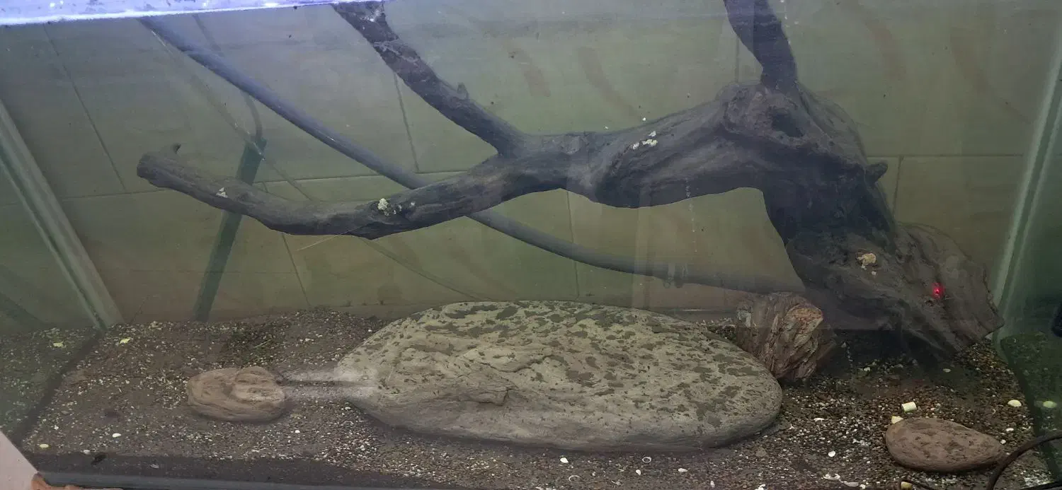 آکواریوم|ماهی|قزوین, |دیوار