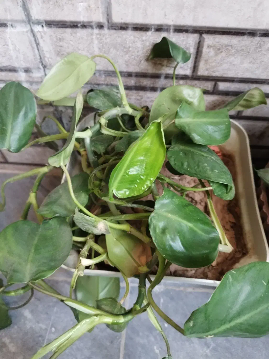 ده تا گل فقط ۵۰۰ دونی ۵۰|گل و گیاه طبیعی|یاسوج, |دیوار