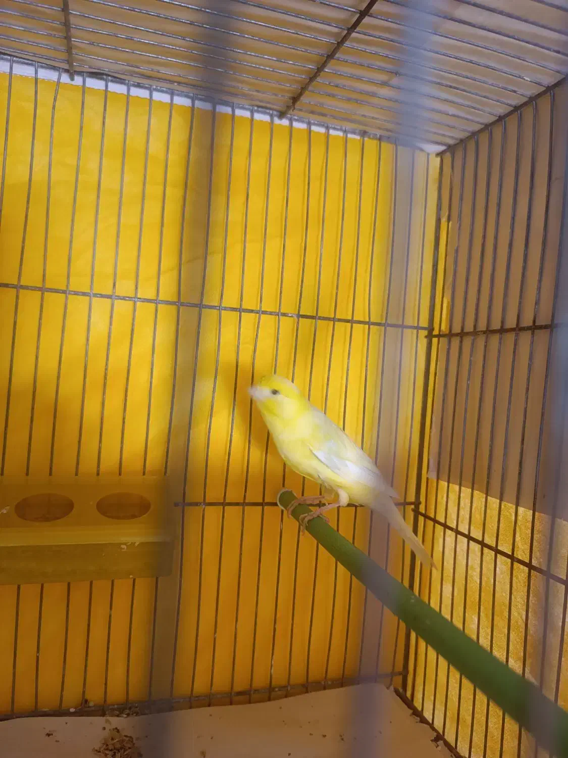 قناری نرسوپر|پرنده|لاهیجان, کوی استادان|دیوار