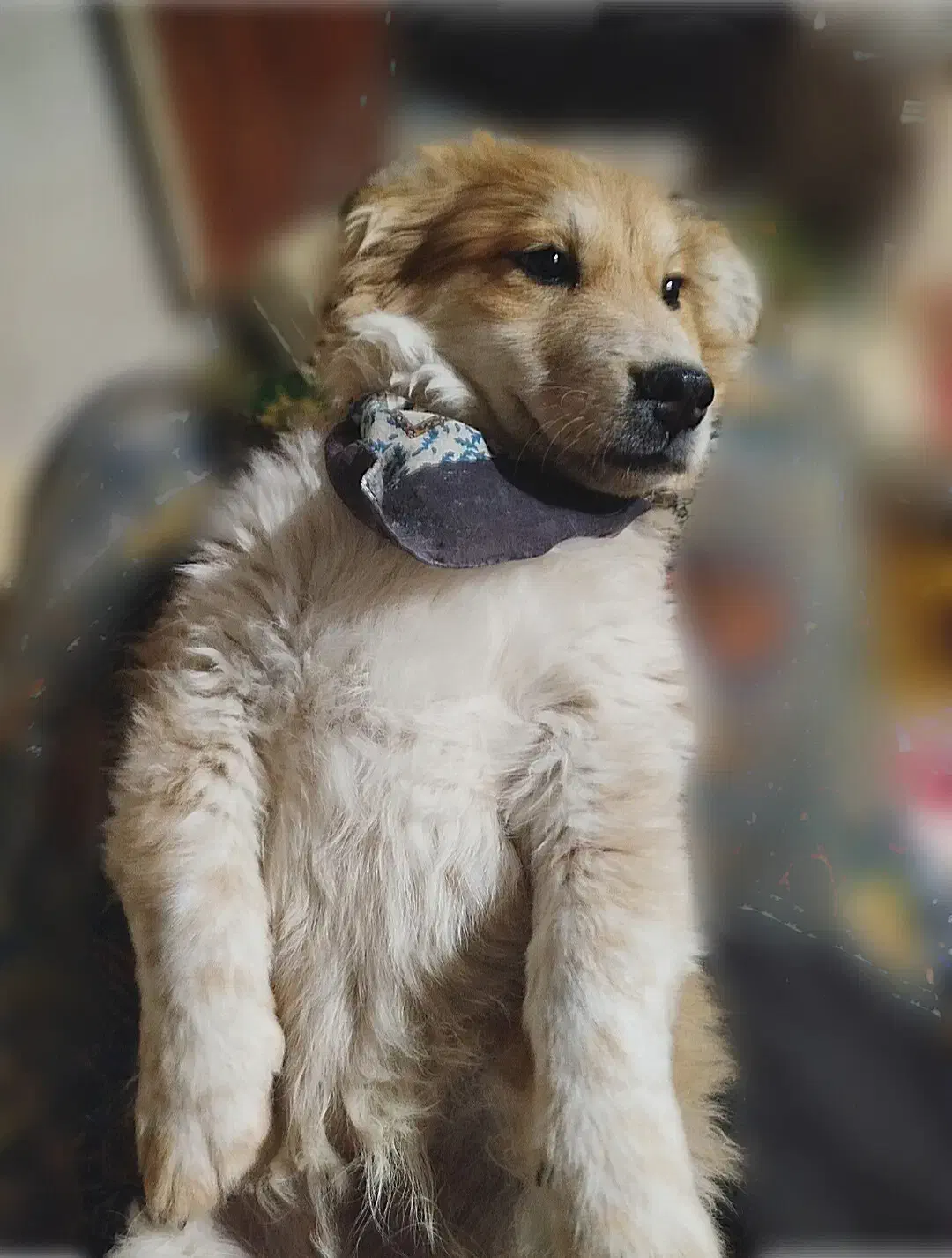 سگ گمشده|حیوانات|مشهد, مشکینی (شهرک غرب)|دیوار