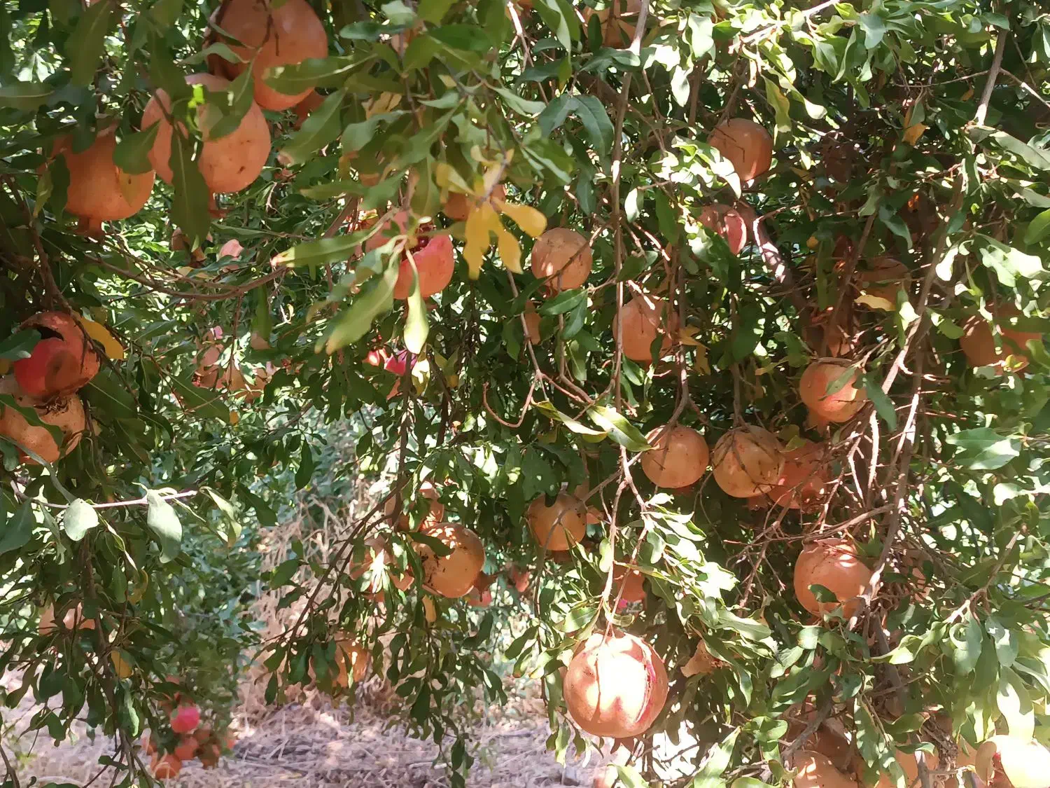 فروش انار ارگانیک از تولید به مصرف|خوردنی و آشامیدنی|رستم, |دیوار