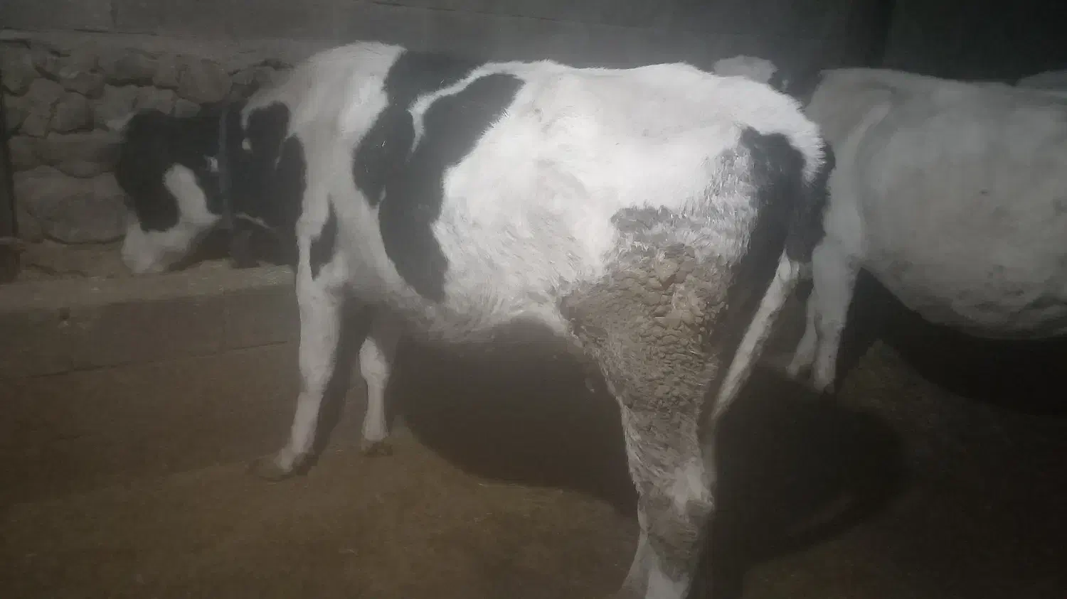 گاو نخری|حیوانات مزرعه|گندمان, |دیوار