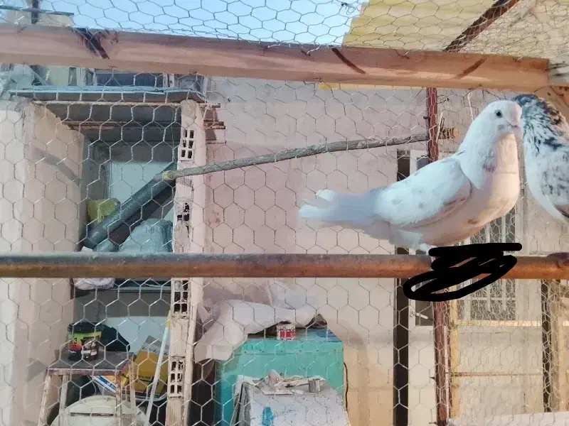 خال زرد|پرنده|اصفهان, ملک‌شهر|دیوار