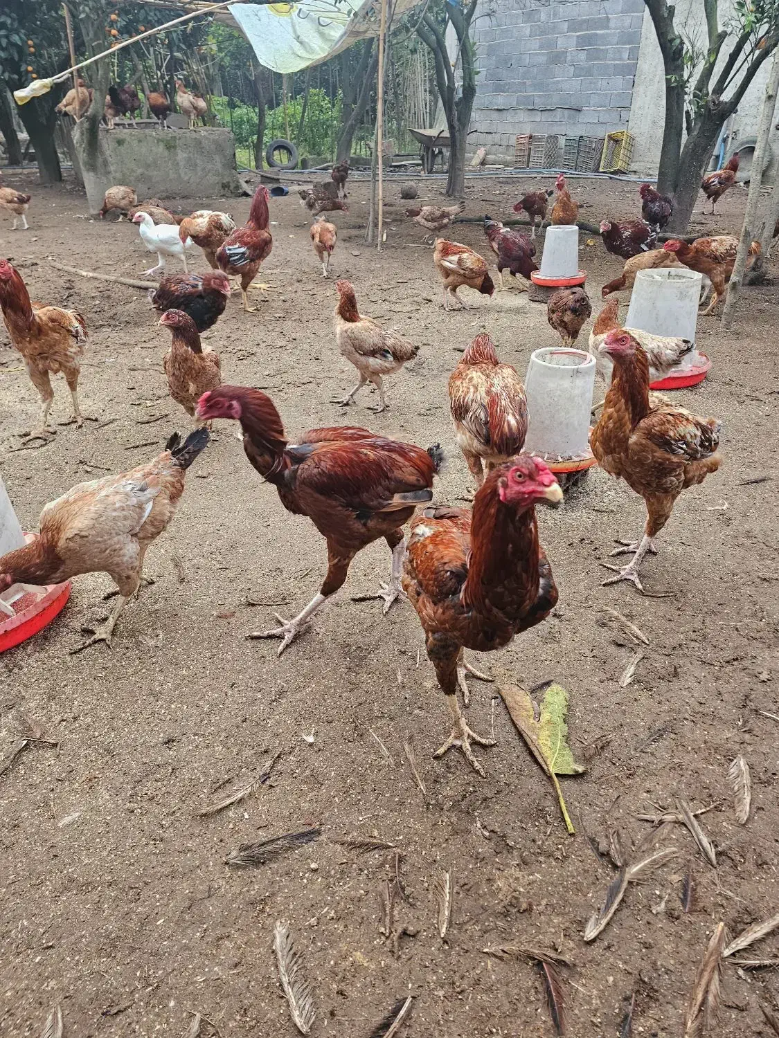 خروس دورگه لاری برای مولد جوجه کشی|حیوانات مزرعه|هادی شهر, |دیوار