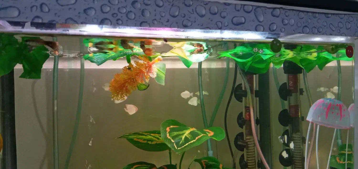 گوپی|ماهی|فردیس, شهرک شهید حسینی|دیوار