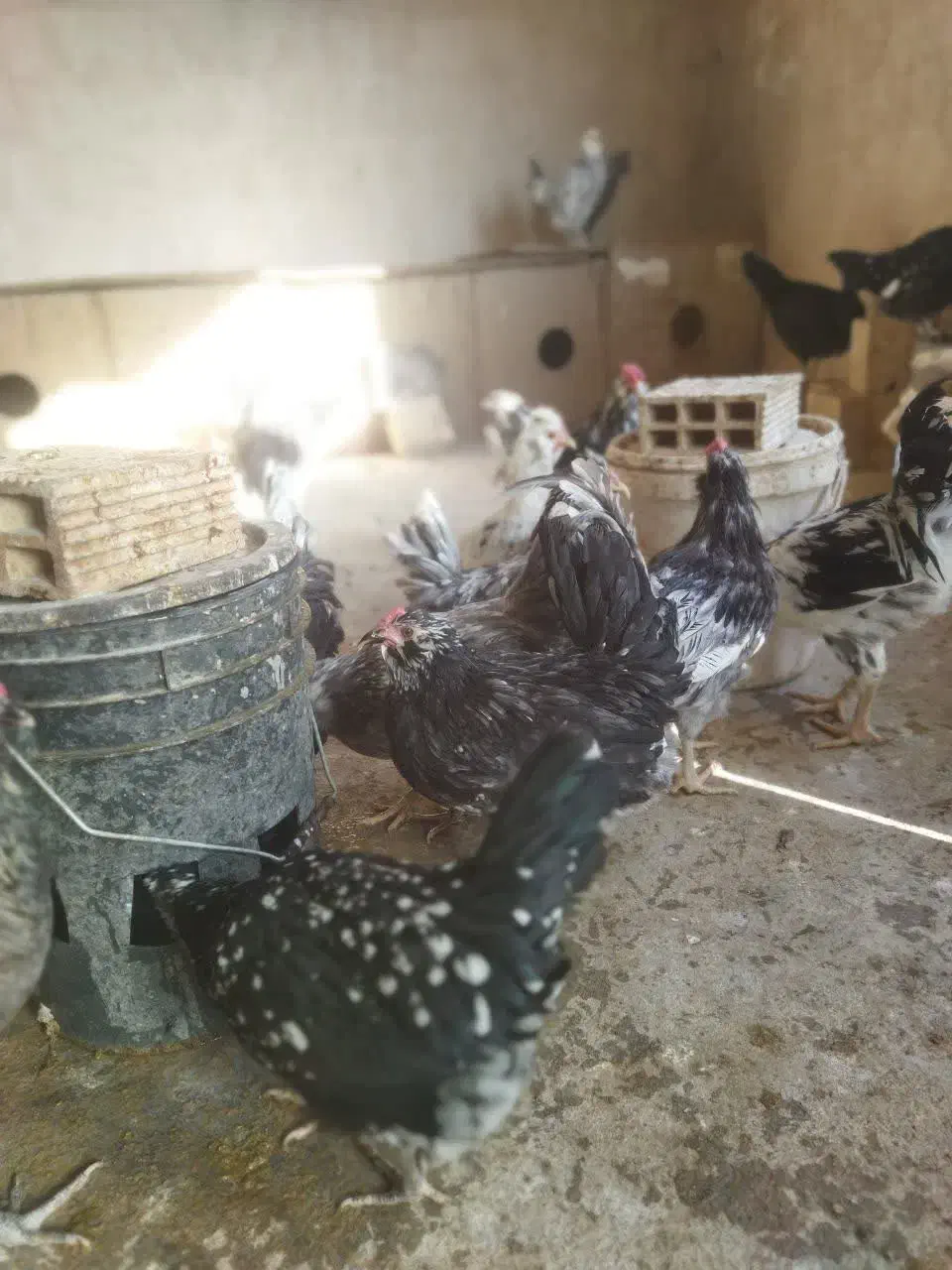 تخم مرغ نطفه دار گلین طوسی چهل تاج فول کیفیت|حیوانات مزرعه|اصفهان, کارلادان|دیوار