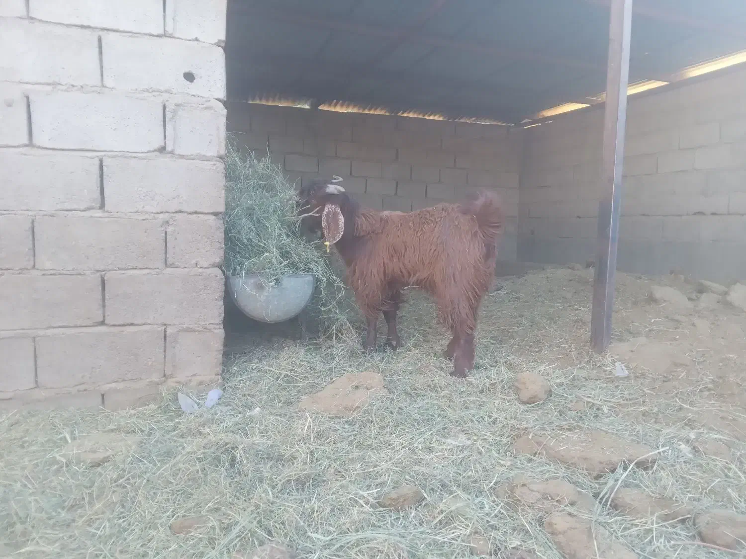 فروشگوسفندنرفقطگوشتی|حیوانات مزرعه|فهرج, |دیوار