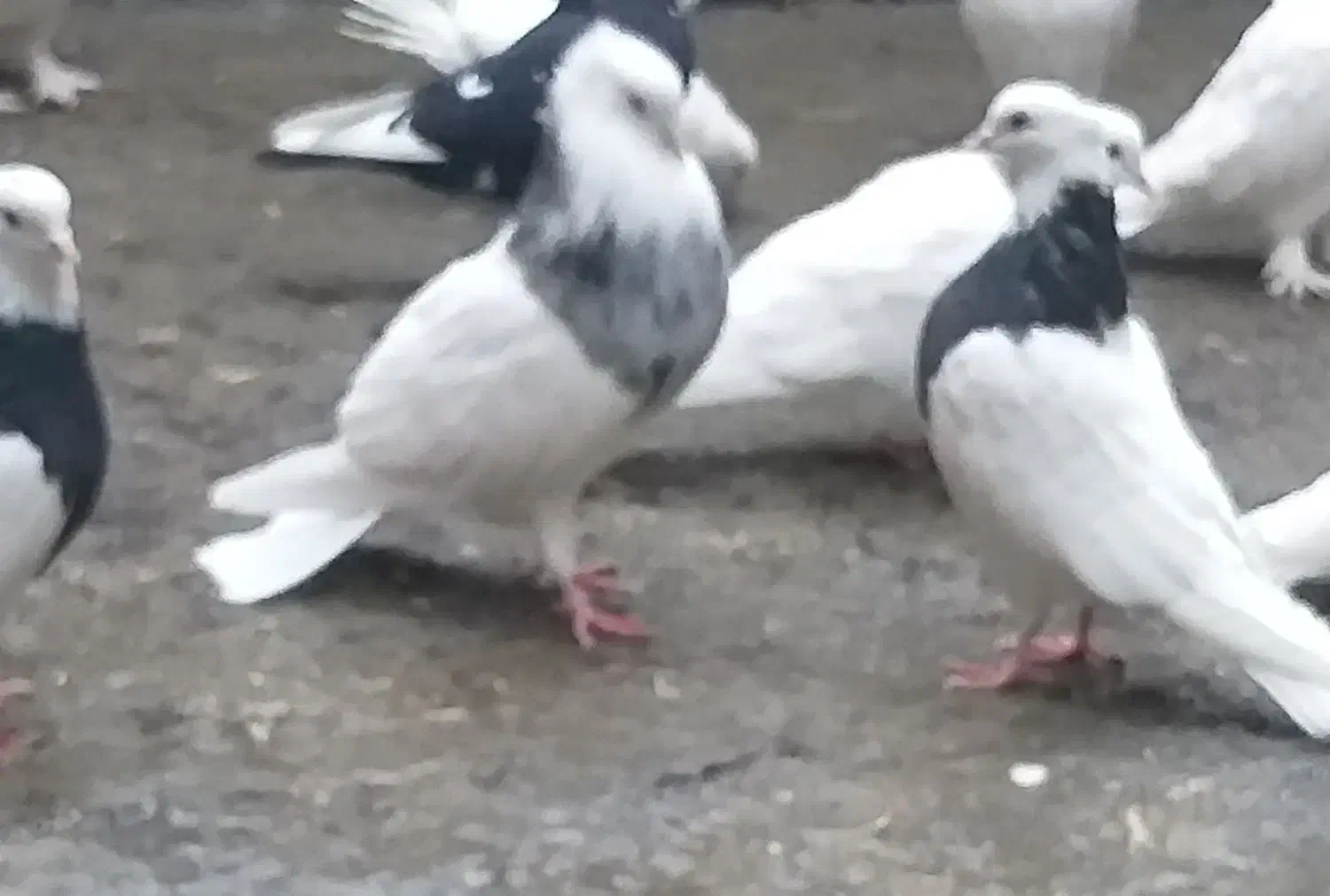 کبوتر|پرنده|تبریز, |دیوار