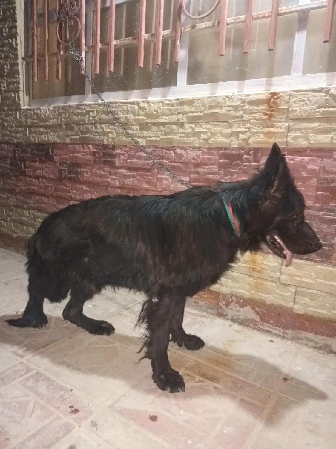 سگ شپربلک موبلند نر|سگ|تربتحیدریه, پائین ولایت|دیوار