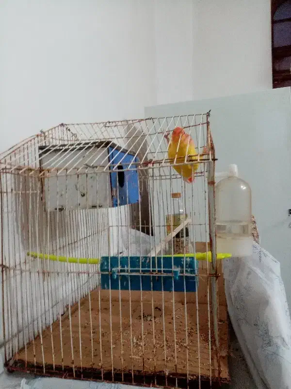 کوتوله|پرنده|تایباد, |دیوار