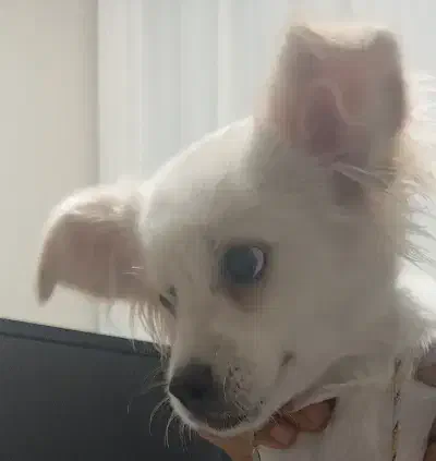 سگ پامر بومی نر هشت ماهه|سگ|ابریشم, |دیوار