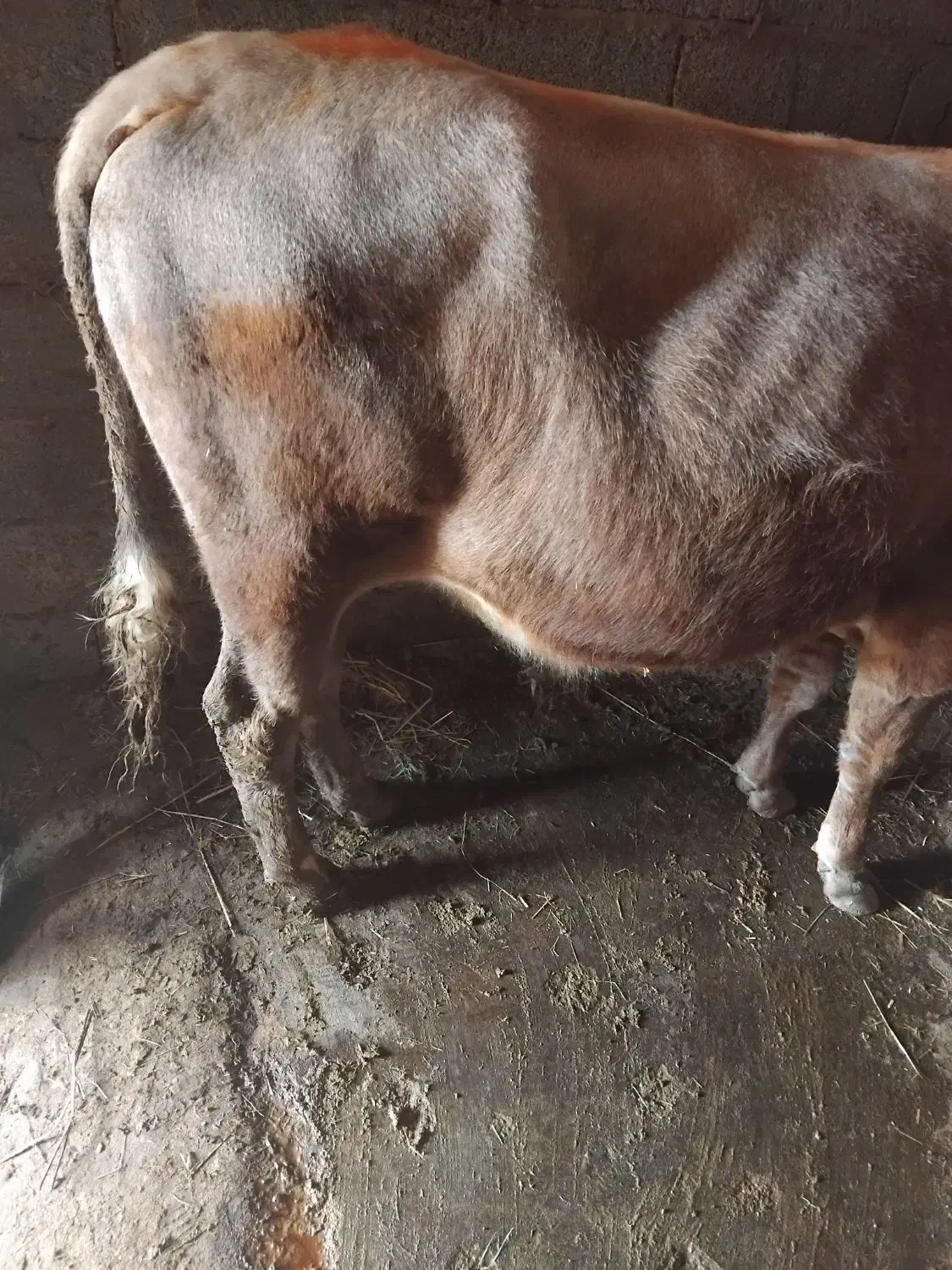 گاو|حیوانات مزرعه|تالش, هشتپر|دیوار