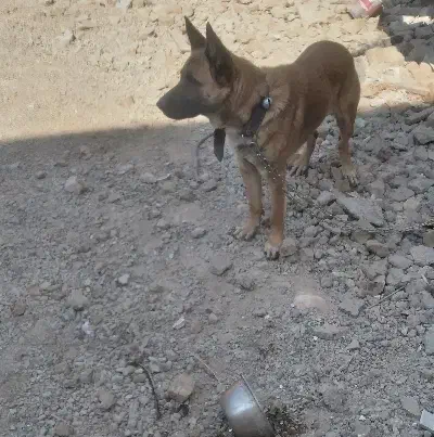 سگ ژرمن|سگ|پاکدشت, پاکدشت (مامازند)|دیوار