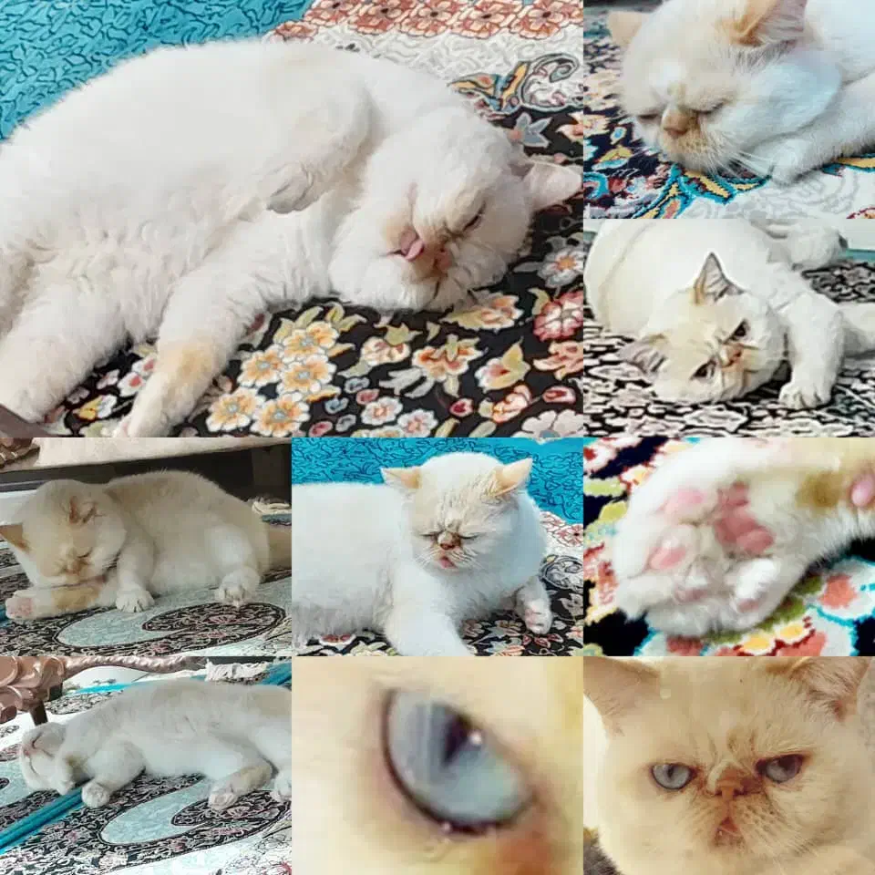 گربه|گربه|اصفهان, بهرام‌آباد|دیوار