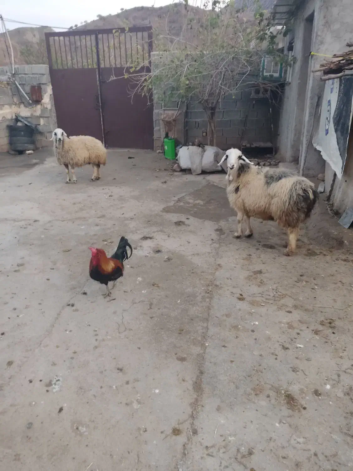 دوتا میش گوشتی درجه یک پرواز باب قصابی|حیوانات مزرعه|زاگرس, |دیوار