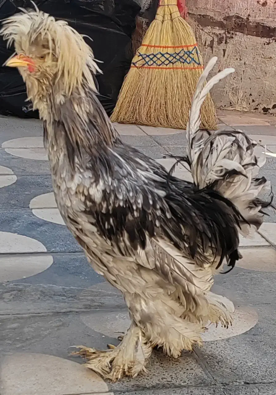 خروس سلطان|حیوانات مزرعه|شیراز, پودنک|دیوار