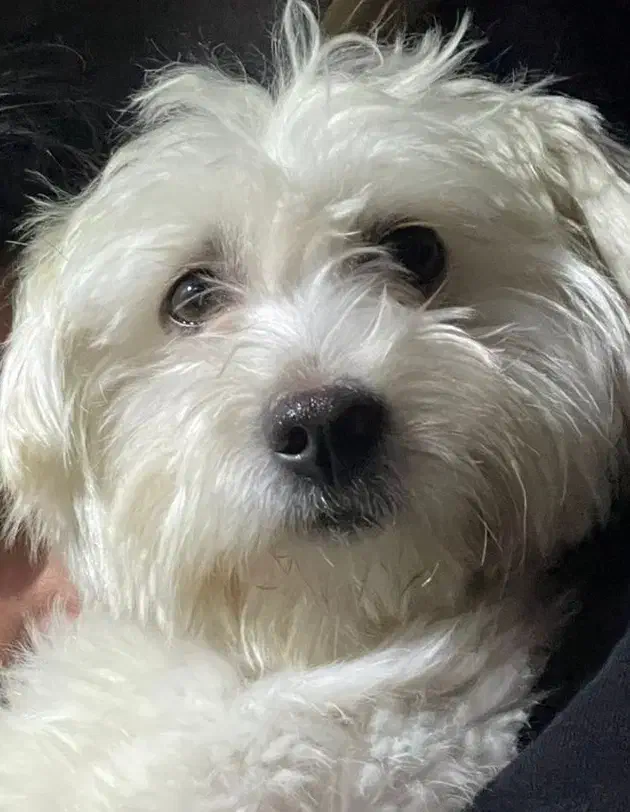 سگ گمشده|سگ|بومهن, |دیوار