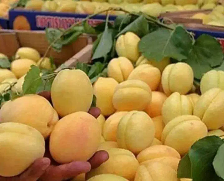 نهال های تجارتی و ممتاز|خدمات باغبانی و درختکاری|بافت, |دیوار