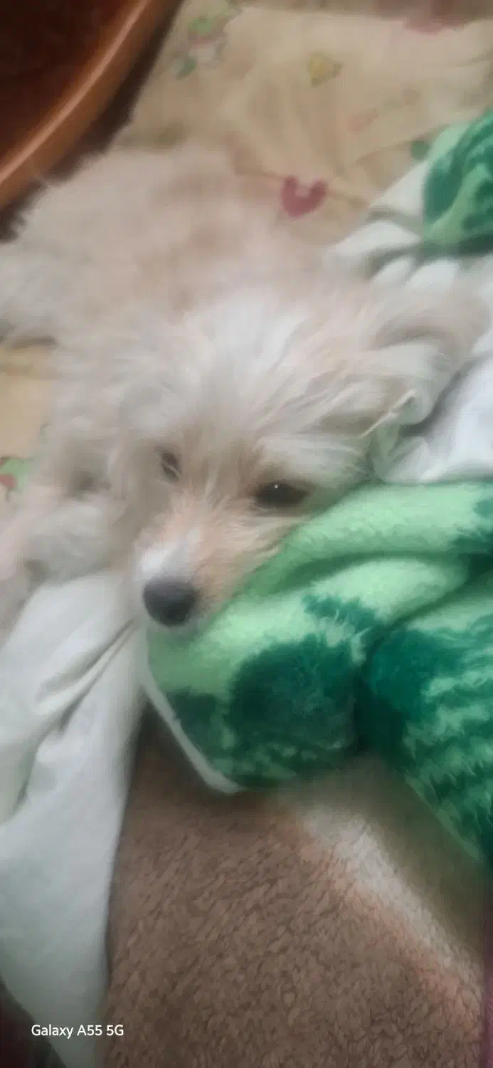 یک سگ شیتزو مالتیز حدودا 7 ماهه مفقود شده|سگ|اصفهان, ملک|دیوار