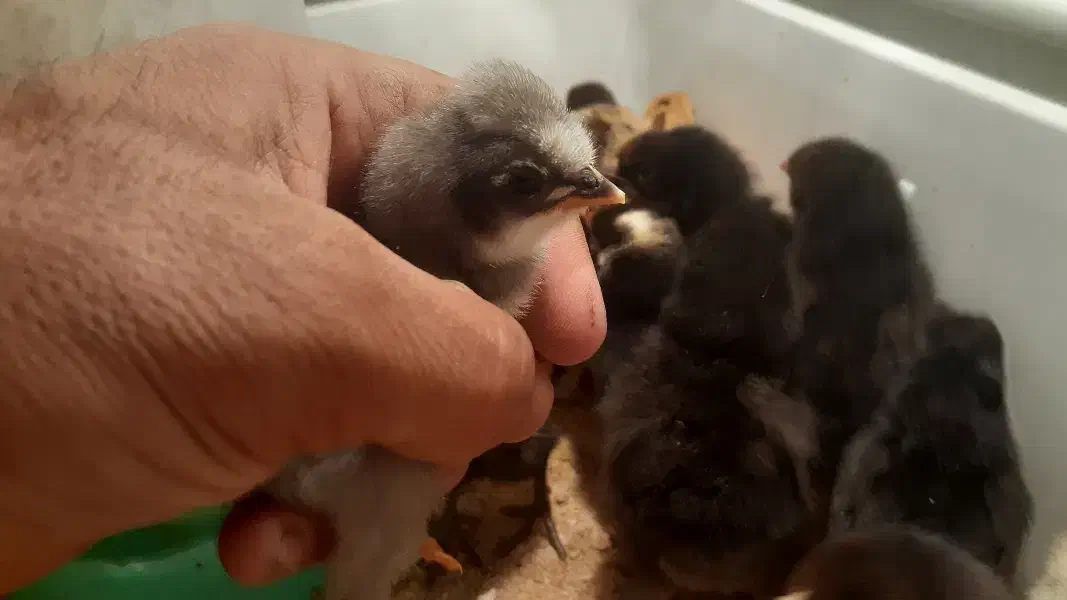 فروش جوجههای یک روزه محلی وکاکلی و برهما|حیوانات مزرعه|شیراز, گچی|دیوار