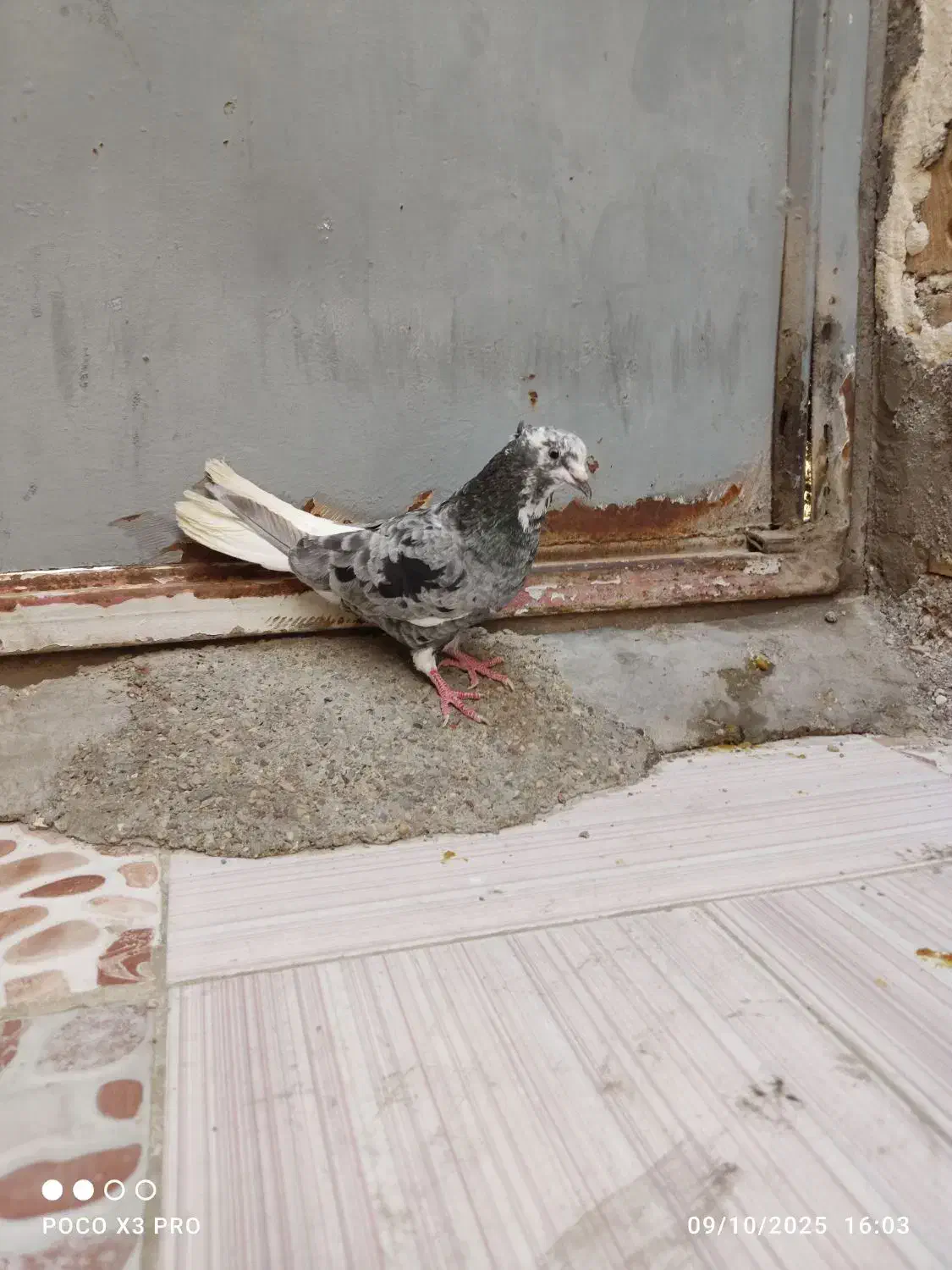 کبوتر|پرنده|خرمشهر, |دیوار