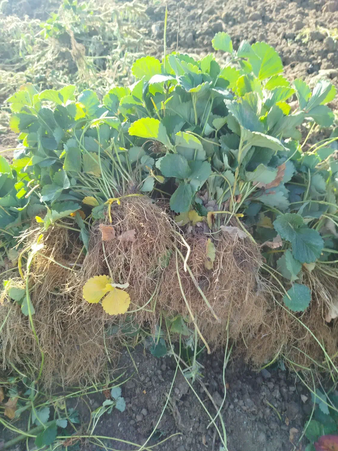 نشاء توتفرنگی ریشە لخت پاروس و نهال انگور|خدمات باغبانی و درختکاری|مریوان, |دیوار