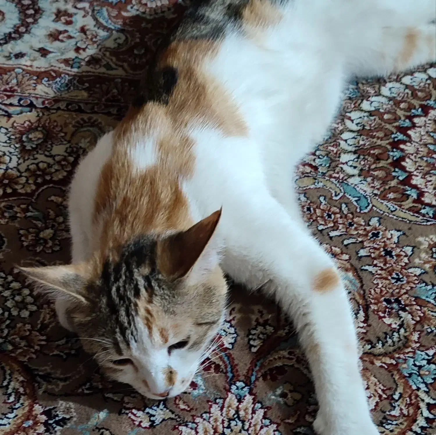 گربم گم شده|گربه|تالش, هشتپر|دیوار