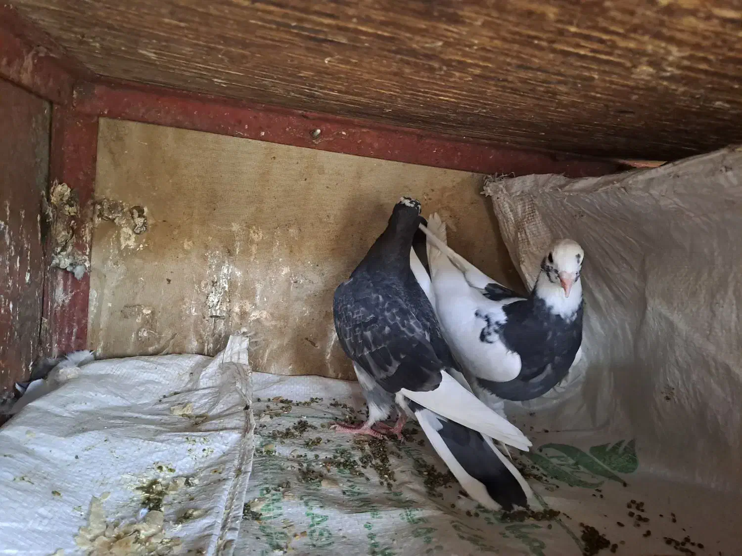 کبوتر|پرنده|گتوند, |دیوار