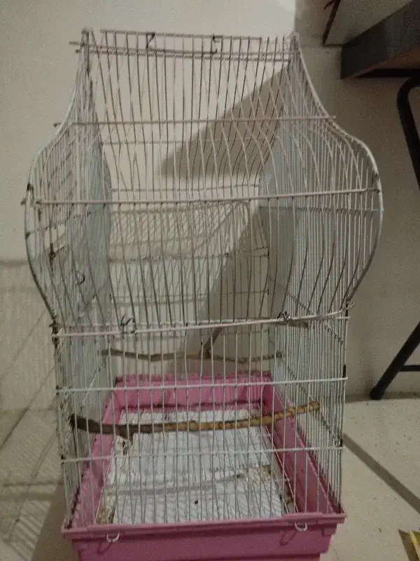 قفس|لوازم جانبی حیوانات|هشتگرد, شهرک افشاریه|دیوار