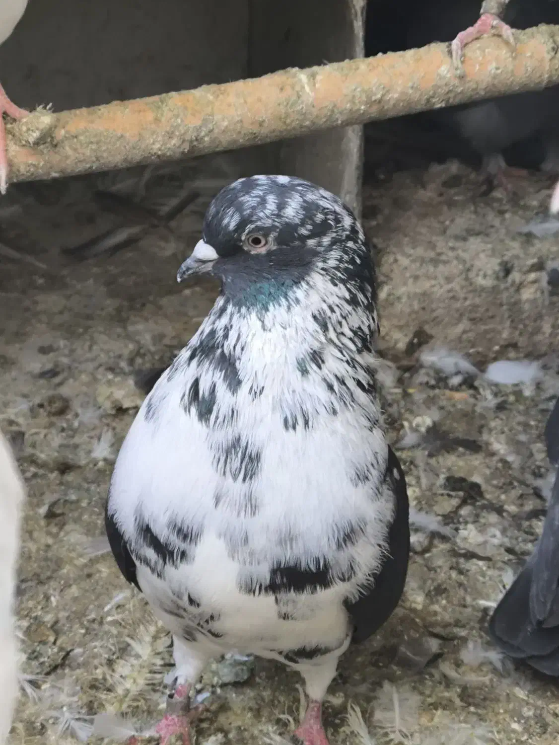 کفتر فروشی|پرنده|پردیس, فاز ۸|دیوار