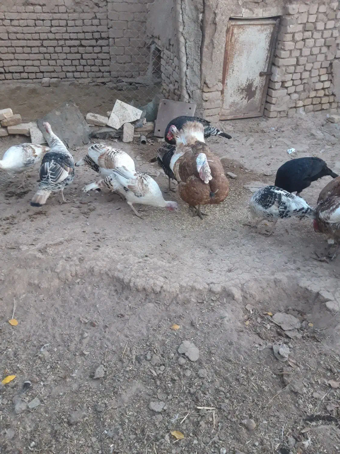 بوقلمون|حیوانات مزرعه|قزوین, |دیوار