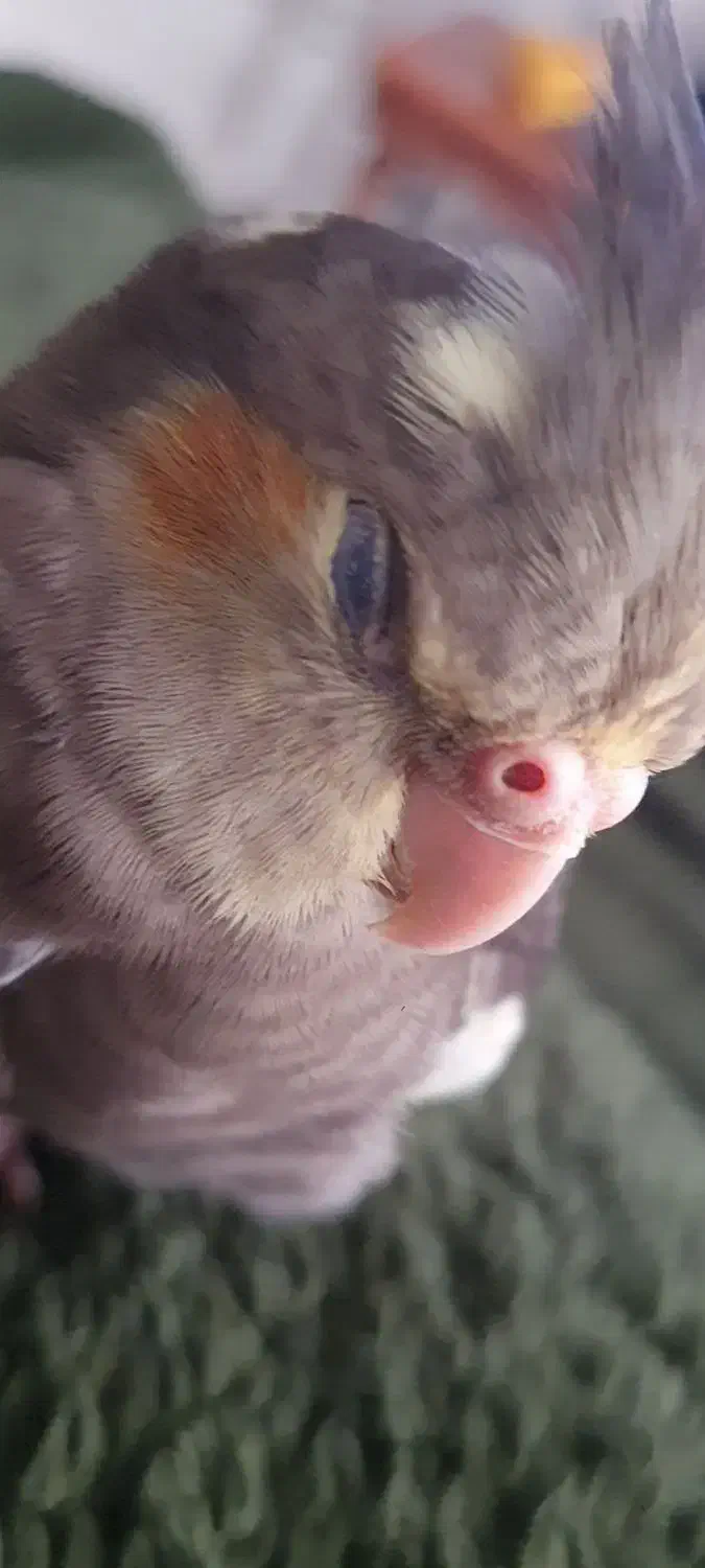 عروس هلندی گم شده|حیوانات|رامسر, |دیوار