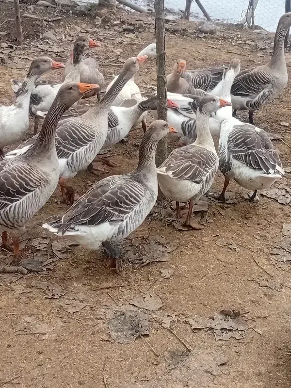 تعدادی غازچاق وسالم|حیوانات مزرعه|سنگر, |دیوار