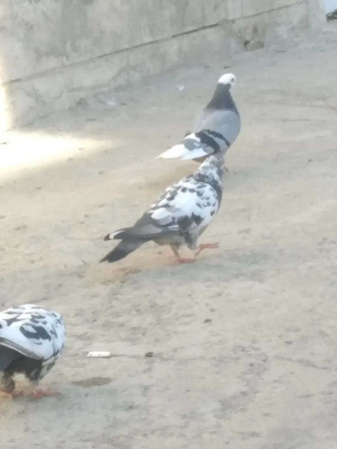 تعویض|پرنده|جوادآباد, |دیوار