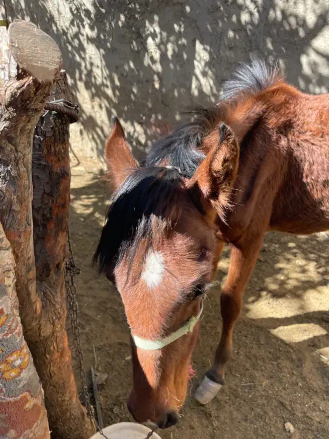 کره اسب مادیون|اسب و تجهیزات اسب‌سواری|الیگودرز, |دیوار