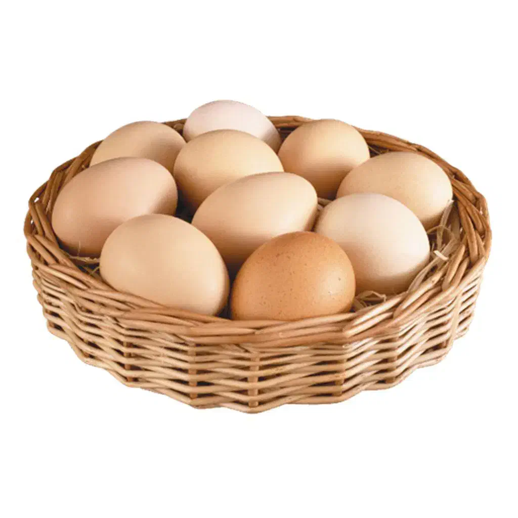 تخم نطفه دار مرغ برهما|حیوانات مزرعه|یزد, |دیوار