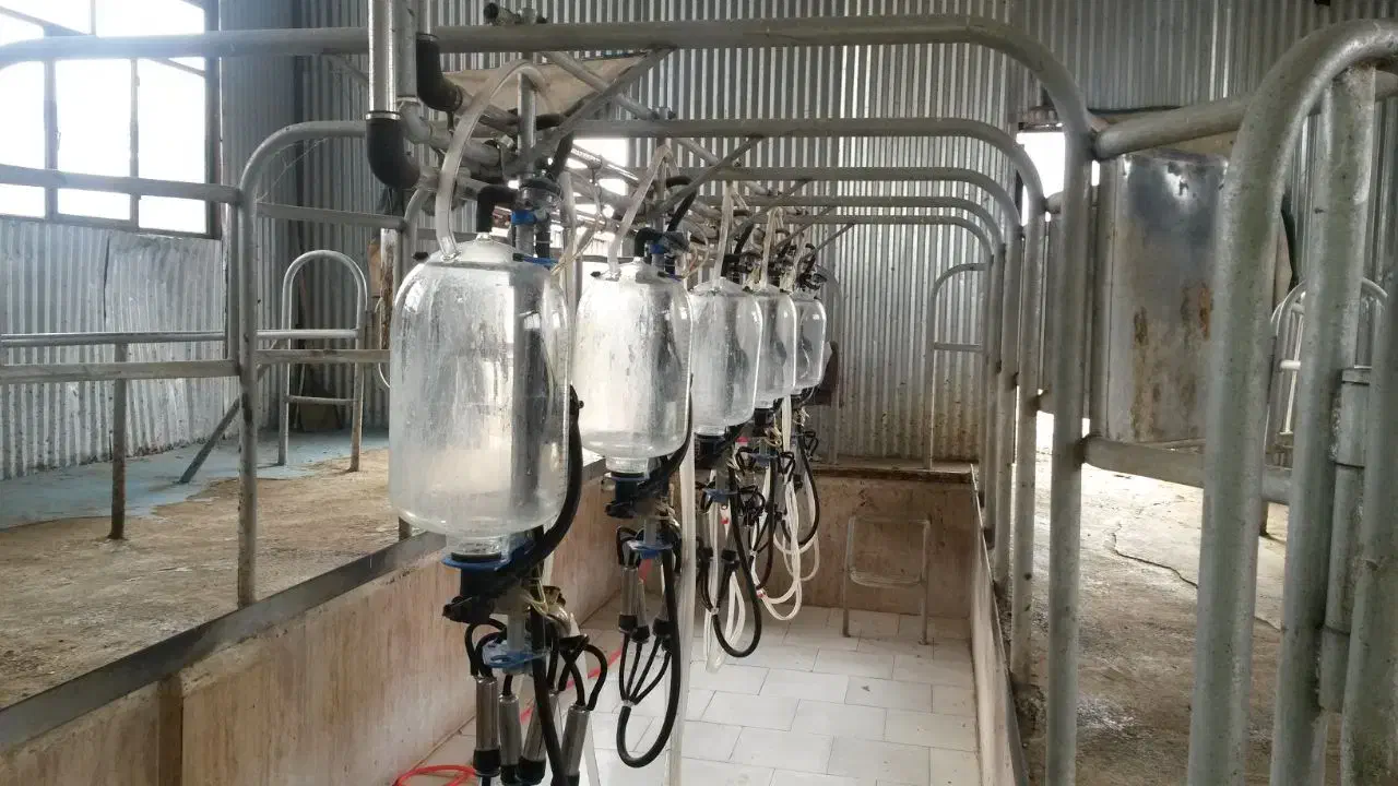 گاوداری 100 راسی شیری|فروش دفتر صنعتی، کشاورزی، تجاری|مشهد, شهرآباد|دیوار