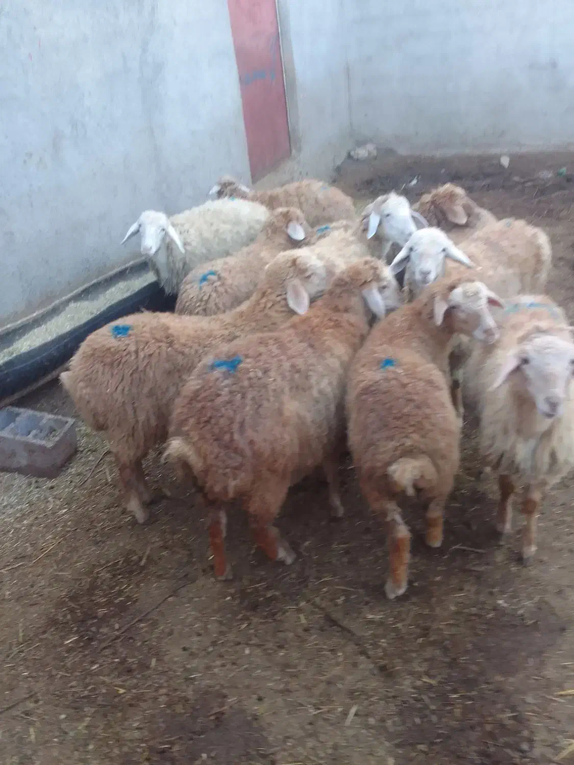 توغلی نروماده|حیوانات مزرعه|انگوت, |دیوار