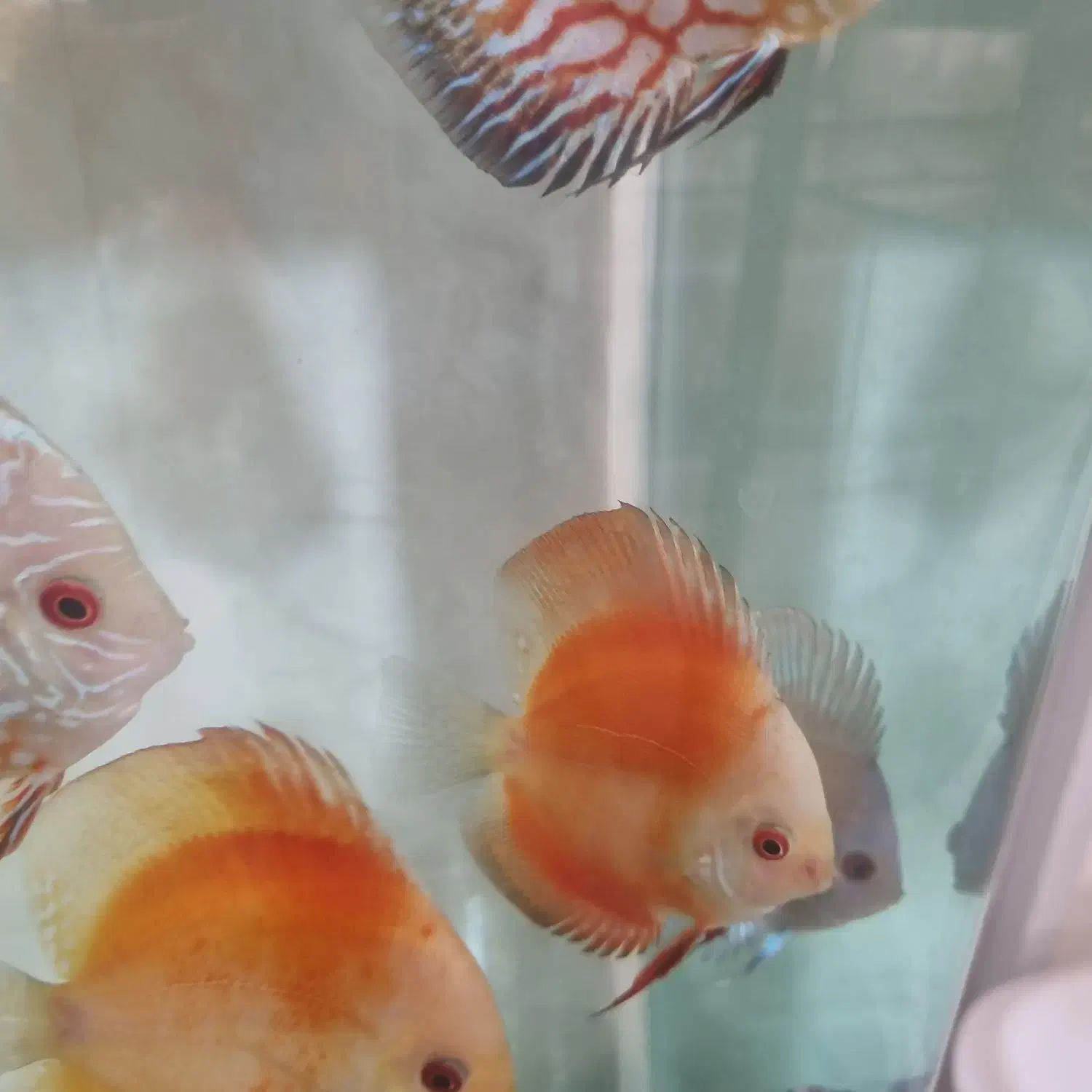 ماهی دیسکس|ماهی|اندیشه, شهرک مریم|دیوار