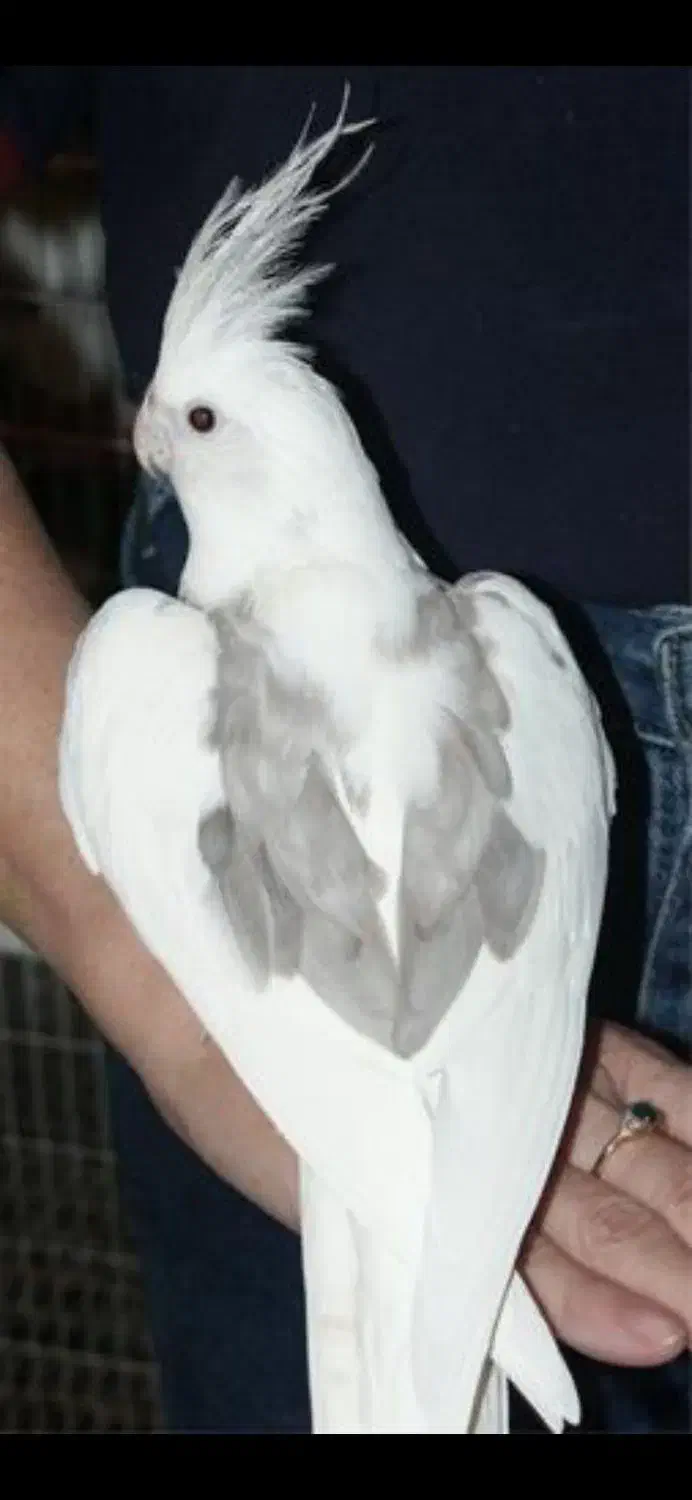 فروش انواع طوطی  عروس هلندی از نژاد های مختلف|پرنده|قروه, |دیوار