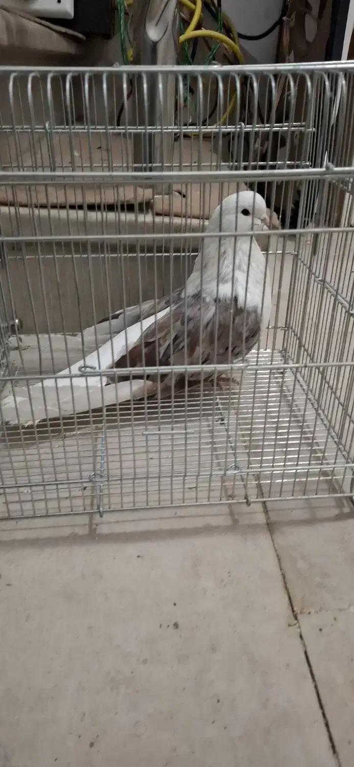 ۲کت سرور|پرنده|ابهر, |دیوار