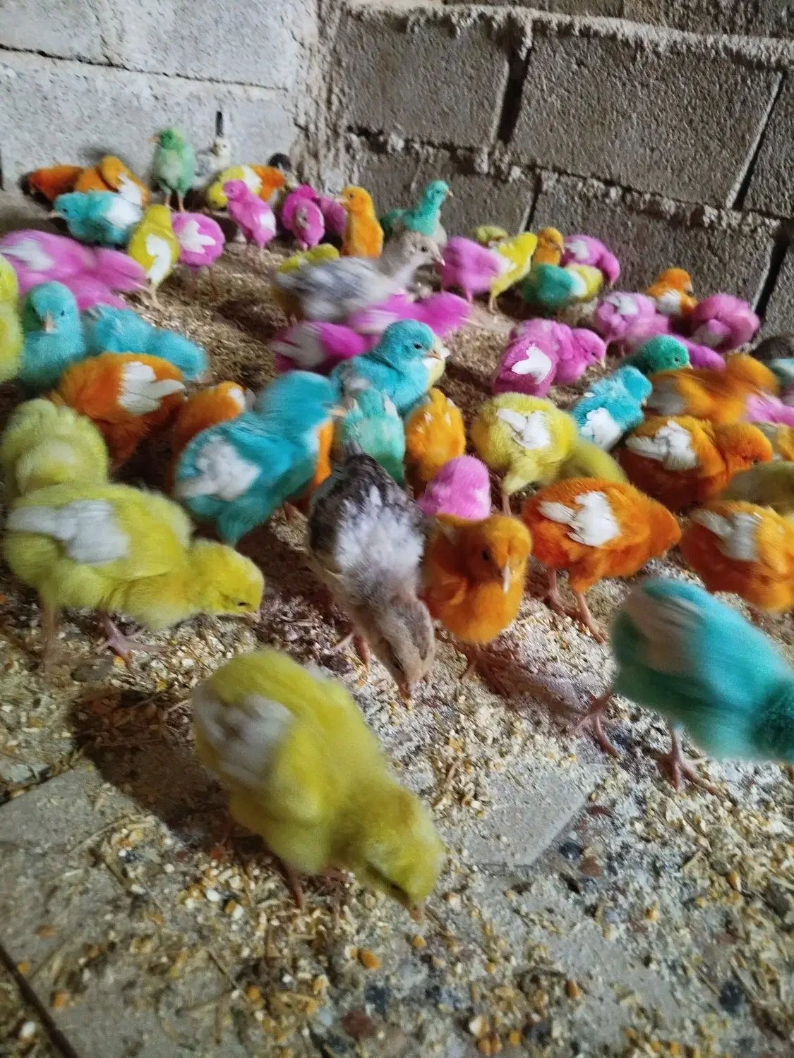 جوجه|حیوانات مزرعه|شباب, |دیوار