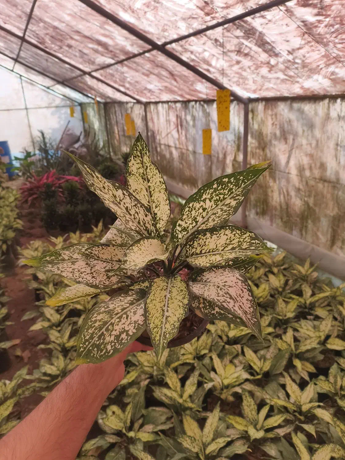 اگلونما،سطل۳،عباس آباد|گل و گیاه طبیعی|عباسآباد, |دیوار