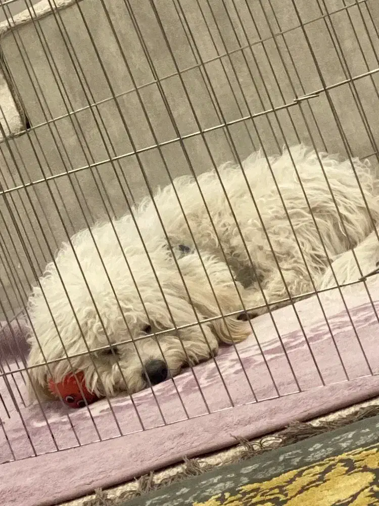 سگ شیتزو|حیوانات|یاسوج, |دیوار