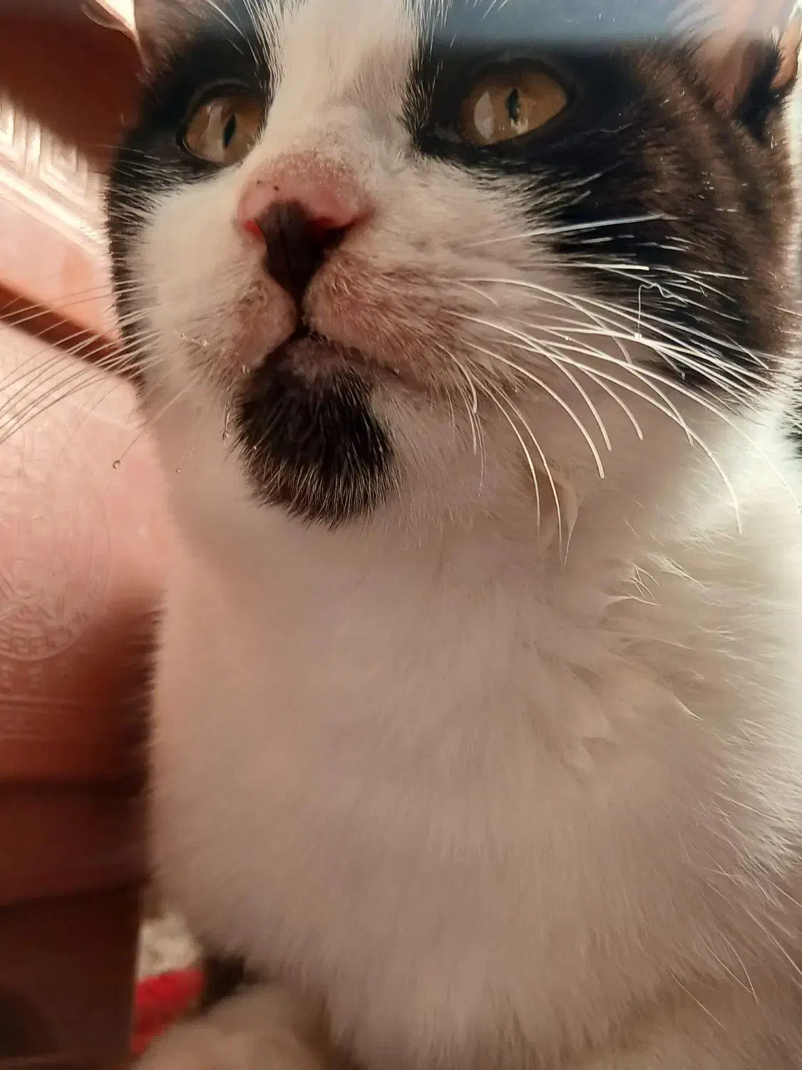 واگذاری گربه‌|گربه|گرگان, |دیوار