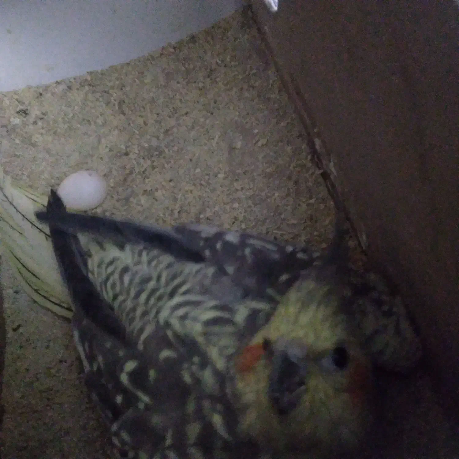 فروش استثنایی بلک فرایدی عروس هلندی|پرنده|تربت جام, فاز ۱ فرهنگیان|دیوار