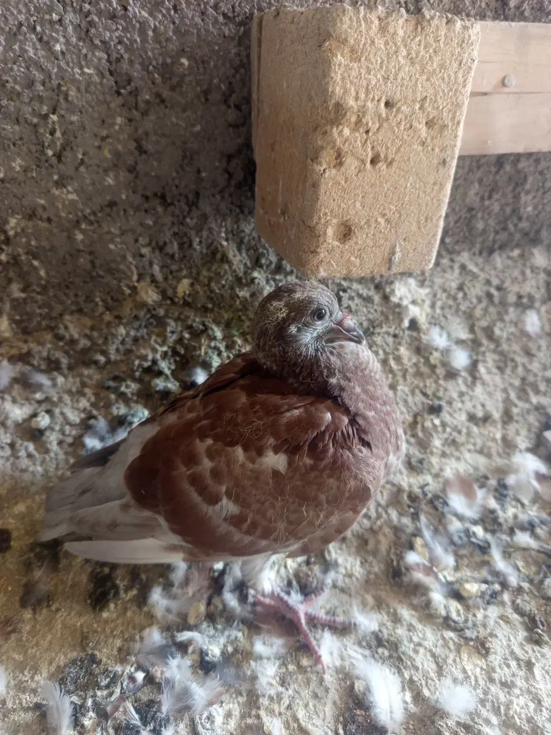 کبوتر پلاکی جوجه دونه دویس تمن|پرنده|شوشتر, |دیوار