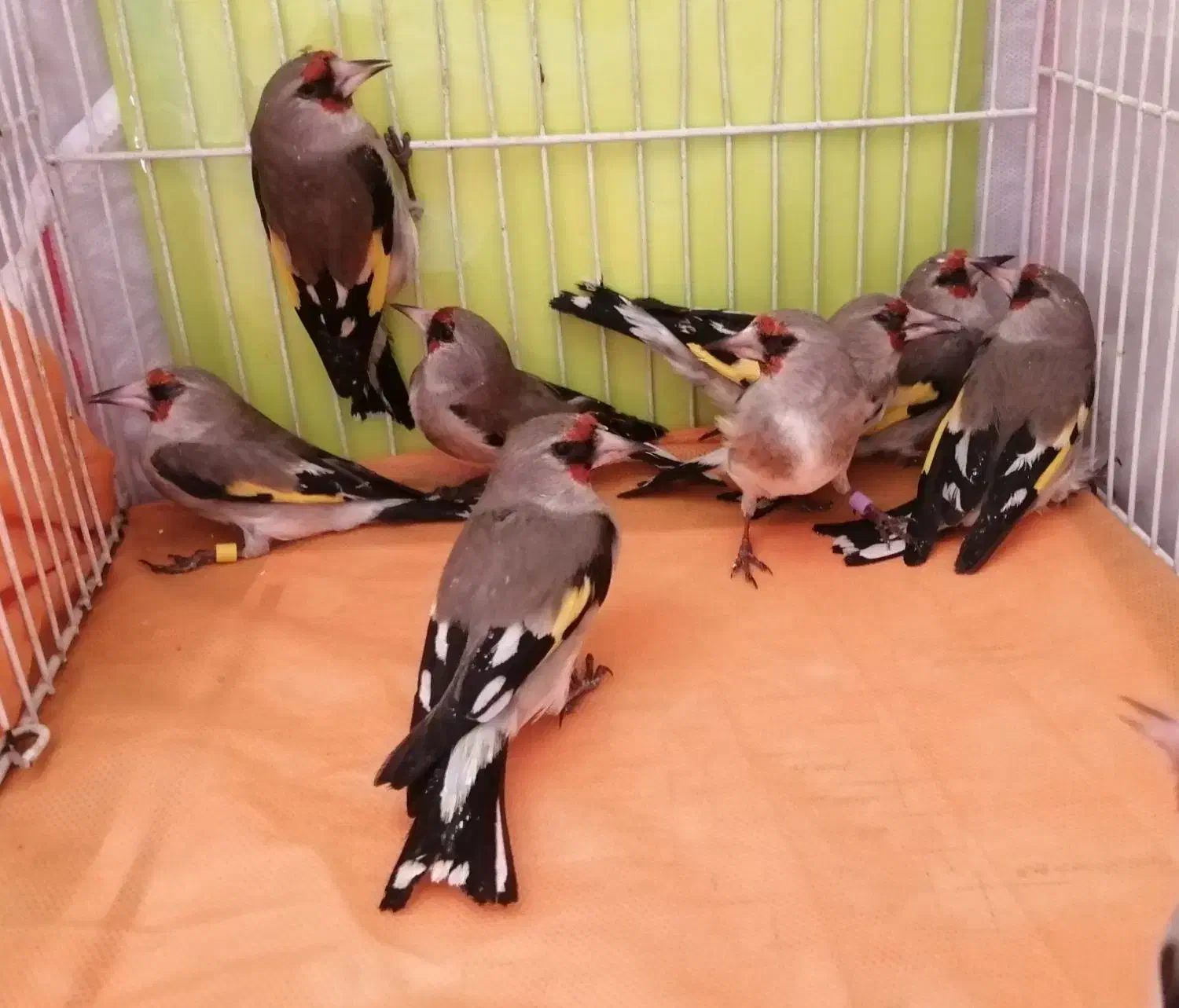 سهره سقا ماده و نر|پرنده|کرمان, |دیوار