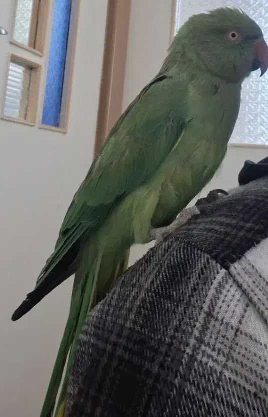 طوطی ملنگو سخنگو|پرنده|بیرجند, |دیوار