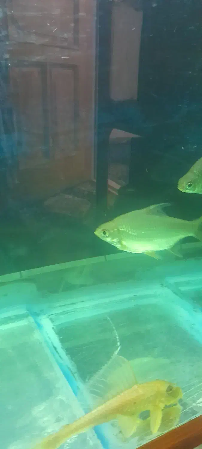 پنج عددماهی دالر و بارب حلب|ماهی|خمینی‌شهر, |دیوار